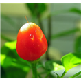 小米辣**价格|菏泽小米辣价格