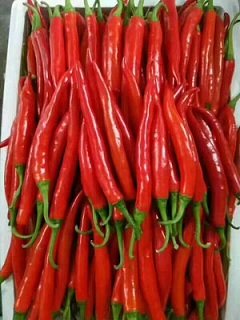 217/菏泽鲜辣椒价格 