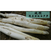 LS002菏泽芦笋销售电话/曹县芦笋销售商