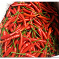 山东艳红辣椒价格|菏泽艳红辣椒销售