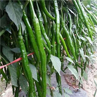 210山东美人椒种植基地 