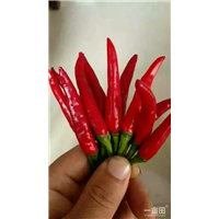 出售山东鲜辣椒 