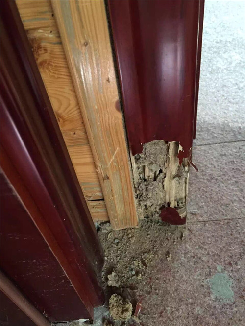 石楼镇灭白蚁⊕ 沙湾镇灭白蚁