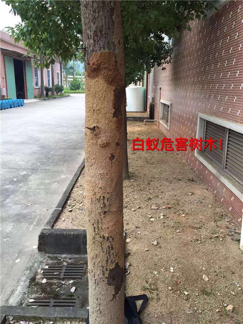 化龙镇灭白蚁⊕ 石楼镇灭白蚁