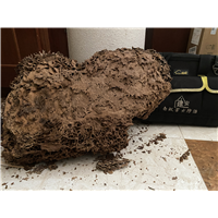 番禺除白蚁
