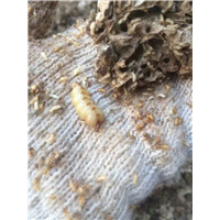 化龙镇灭白蚁⊕ 石楼镇灭白蚁