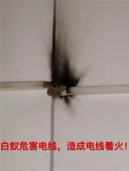 番禺灭白蚁⊕ 南村镇灭白蚁