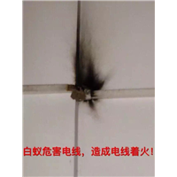 番禺灭白蚁⊕ 南村镇灭白蚁