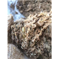 番禺灭白蚁⊕ 南村镇灭白蚁