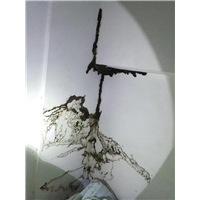 番禺灭白蚁⊕ 南村镇灭白蚁