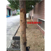 化龙镇灭白蚁⊕ 石楼镇灭白蚁