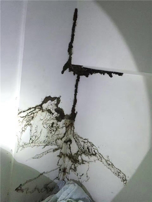 番禺灭白蚁⊕ 南村镇灭白蚁