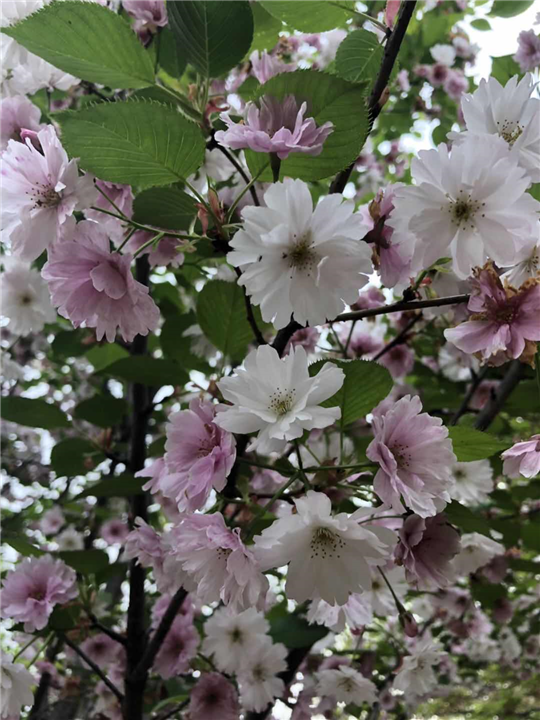 白妙樱 