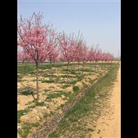 阳光樱价格800元_2019阳光樱价格/报价_地径8公分 