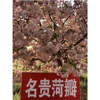 名贵菏瓣