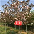 晚樱—花笠樱|白妙樱 