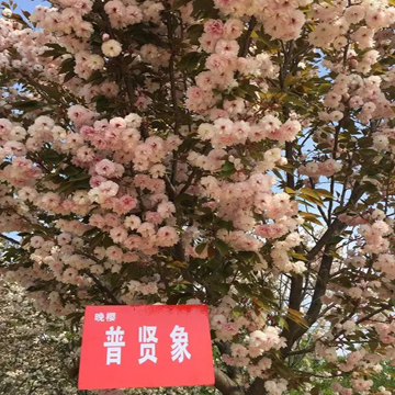 晚樱—普贤樱|白妙樱 