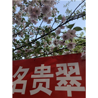 名贵翠