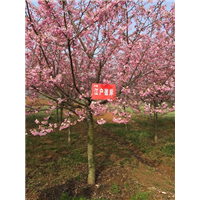 江户彼岸樱 