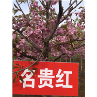 名贵红樱花 