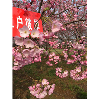 江户彼岸樱山东胶南明桂园艺场 