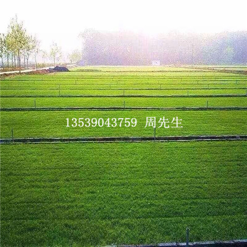 东莞卷草@东莞卷草基地@东莞卷草批发