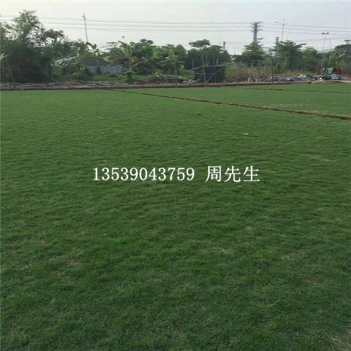 东莞台湾草批发，东莞台湾草出售，东莞草皮