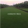 东莞台湾草供应商、广东哪里有台湾草卖