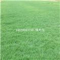 惠州马尼拉草价格，广东马尼拉草供应商