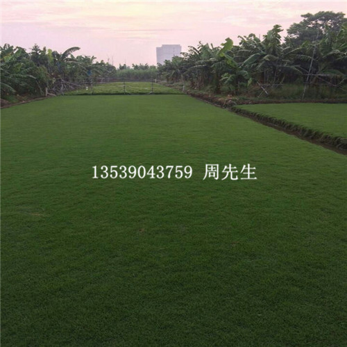 东莞台湾草供应商、广东哪里有台湾草卖