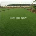 广州台湾草、增城台湾草、中山台湾草批发