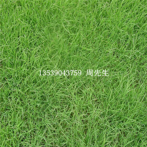 深圳马尼拉草，广州马尼拉草，广东草坪