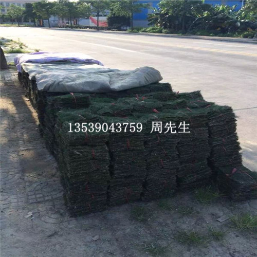 广东台湾草基地，广东台湾草供应商