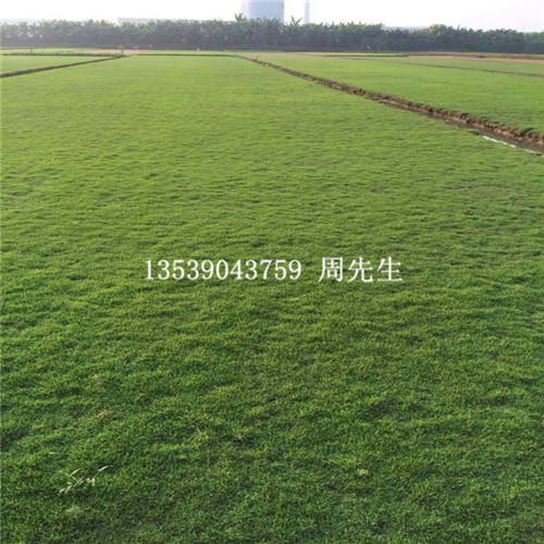 广东台湾草、深圳台湾草、深圳台湾草供应