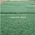 惠州玉龙草\河源玉龙草\广东玉龙草基地