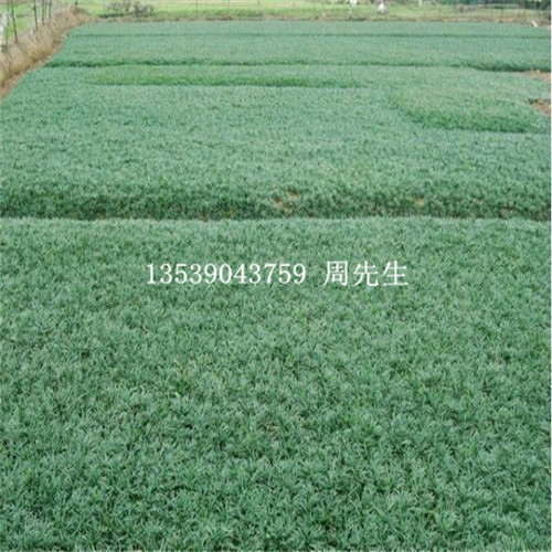 惠州玉龙草\河源玉龙草\广东玉龙草基地