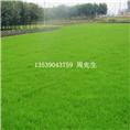 东莞马尼拉草基地，东莞马尼拉草批发