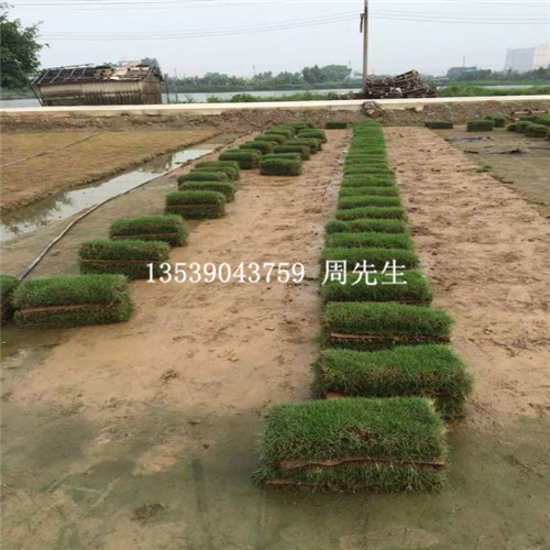 东莞草坪基地、东莞台湾草、东莞台湾草批发