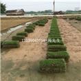 东莞草坪基地、东莞台湾草、东莞台湾草批发