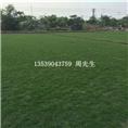 东莞台湾草批发，东莞台湾草出售，东莞草皮