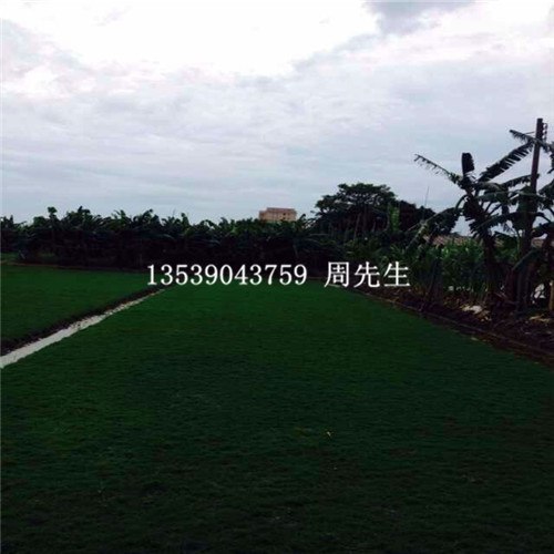 惠州台湾草、惠州台湾草价格、广东草坪