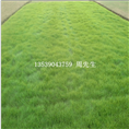 广东兰引三号基地，广东批发兰引三号