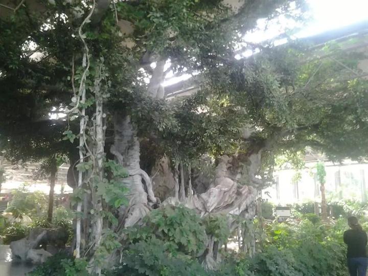 江苏仿真榕树，江苏仿真树桩，江苏仿真古树