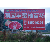 柚子树苗4 