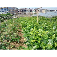 平和红心蜜柚苗