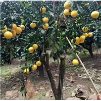 甜葡萄柚 