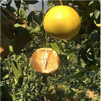 葡萄柚子苗 