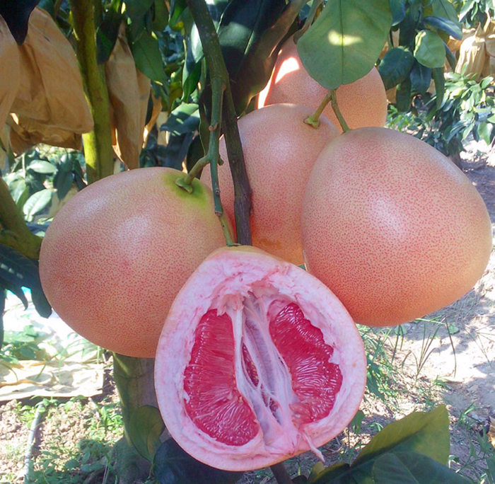 三红柚子树苗 