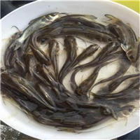 贵州鱼苗
