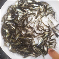 贵州哪里有鱼苗出售
